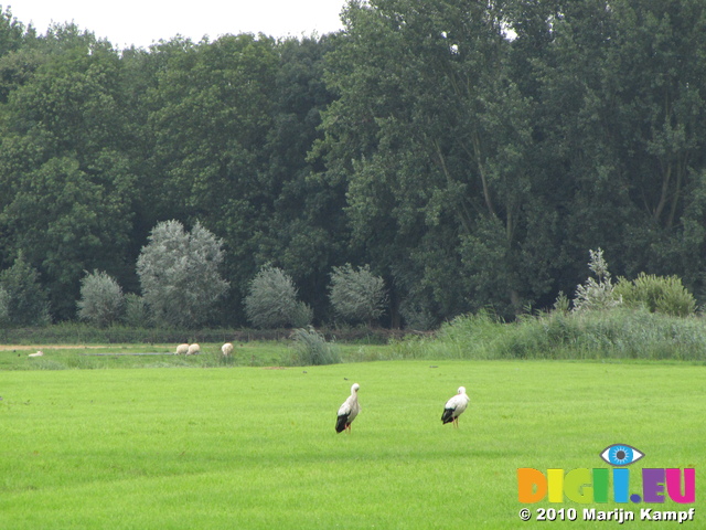 SX16421 White Storks (Ciconia ciconia) on grassland